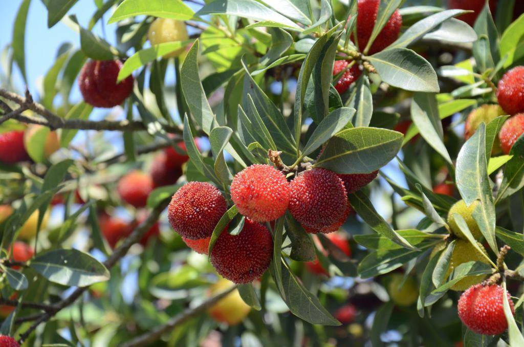 image027.jpg image027.jpg